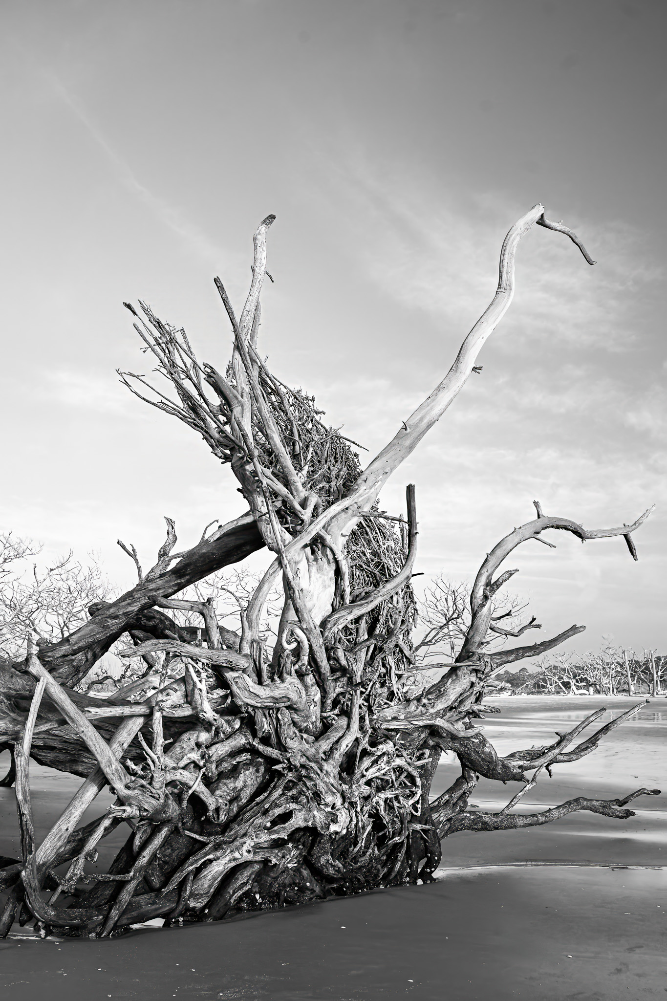 Bones Against the Sky