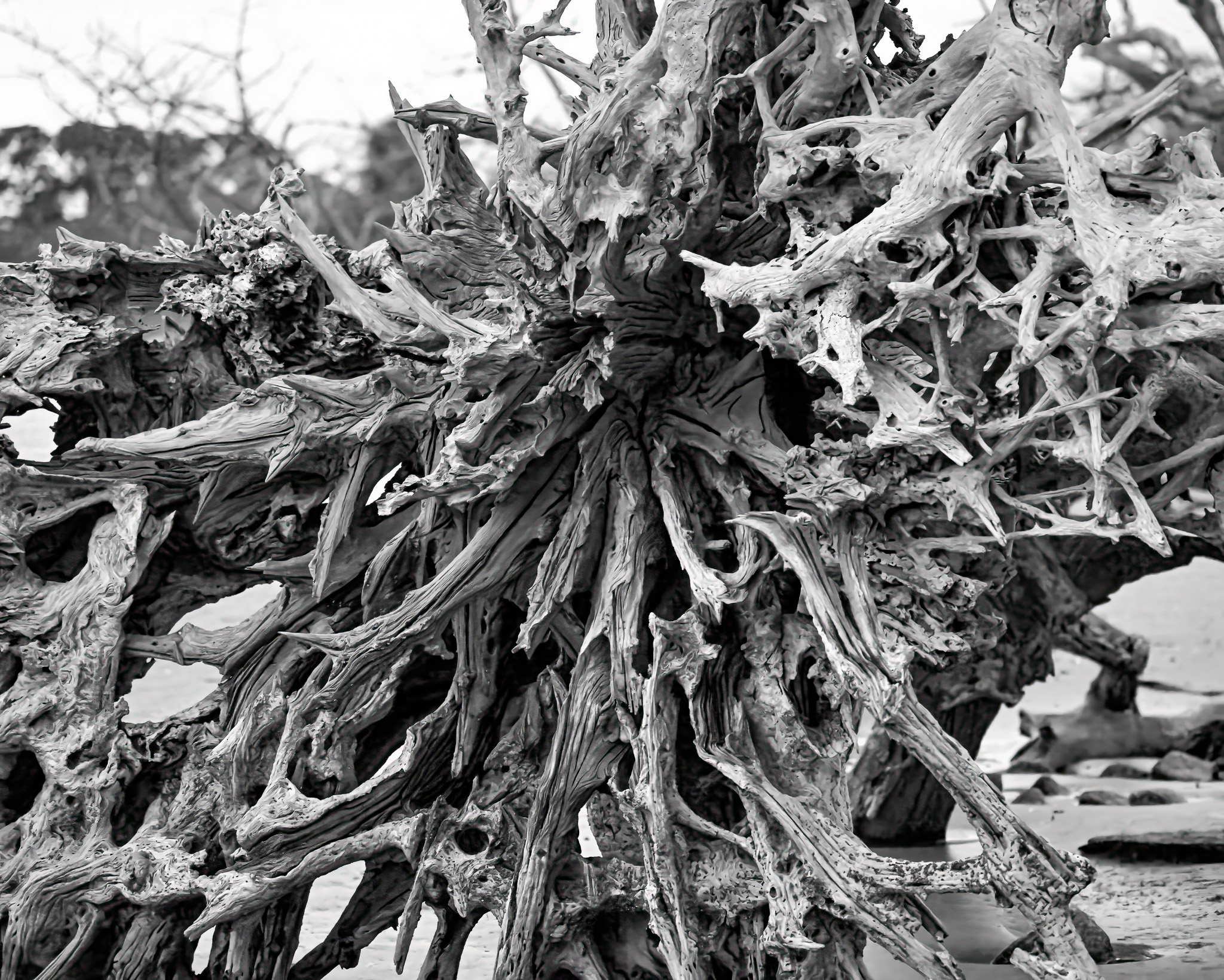 Splintered Crown