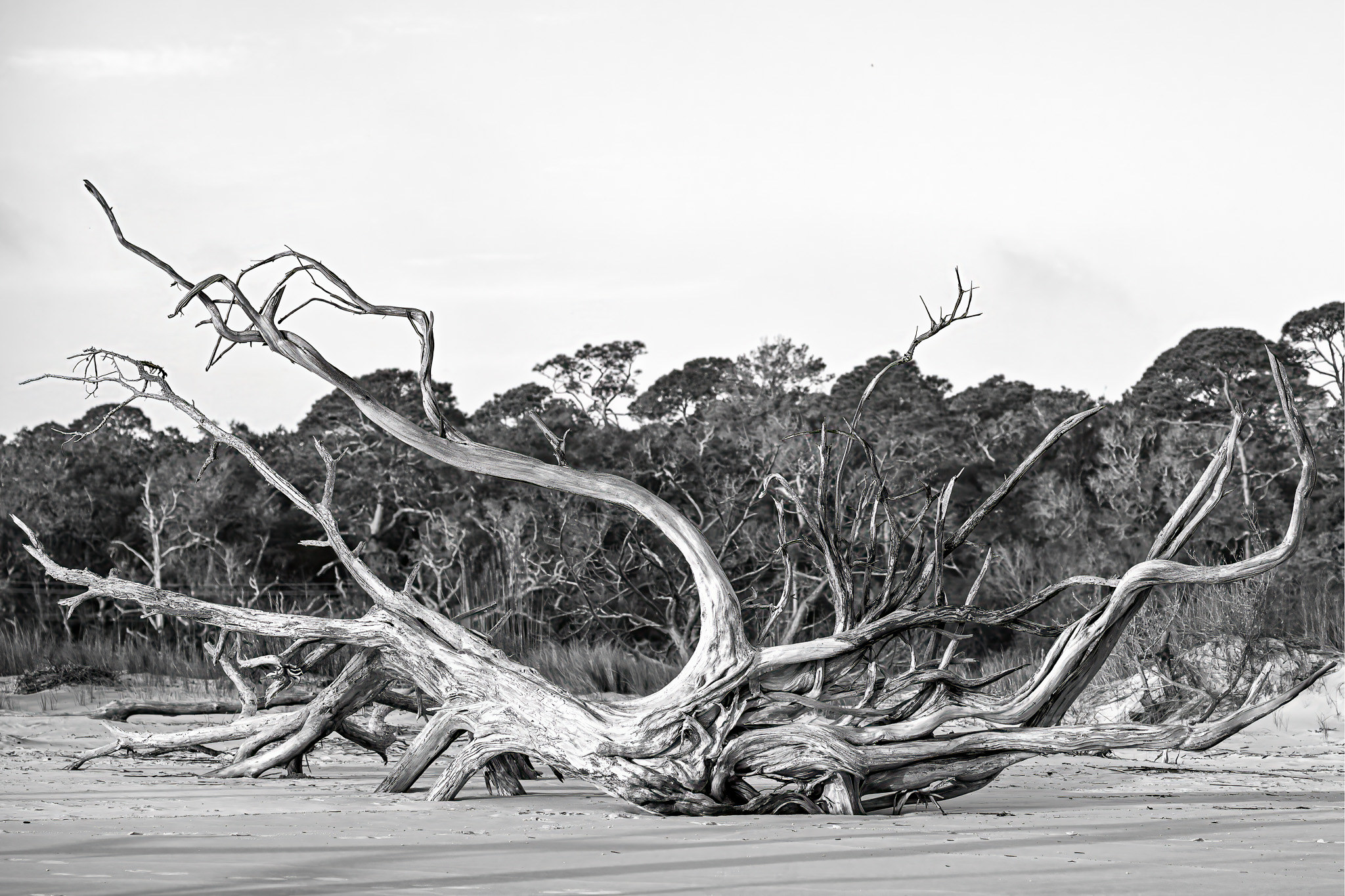 Ghosts of the Shore